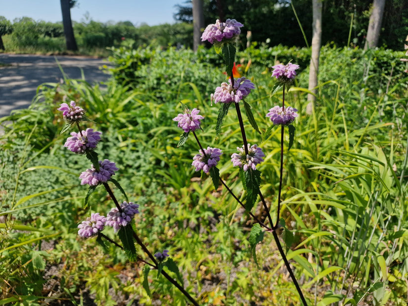 Brandkruid - Phlomis tuberosa 'Amazone'