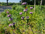 Brandkruid - Phlomis tuberosa 'Amazone'