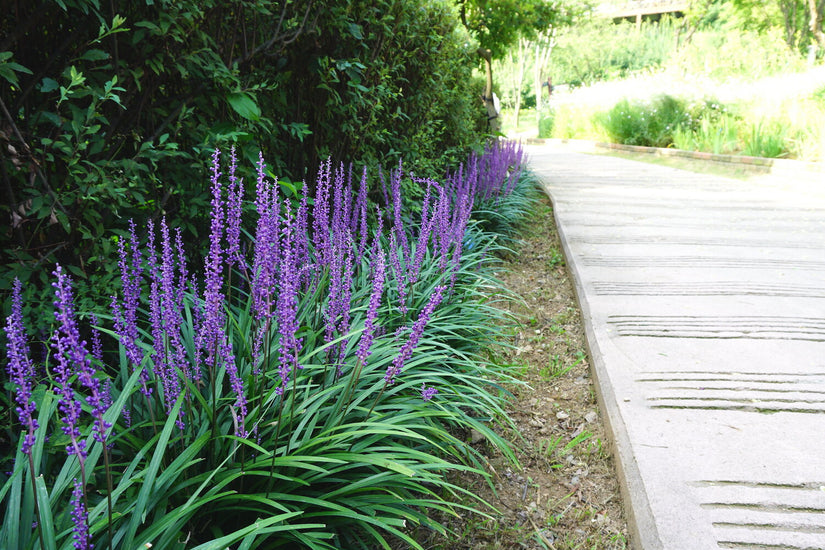 Leliegras - Liriope muscari 'Ingwersen' tuinplanten groenblijvend