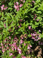 weigelia heester struik klant foto roze bloei