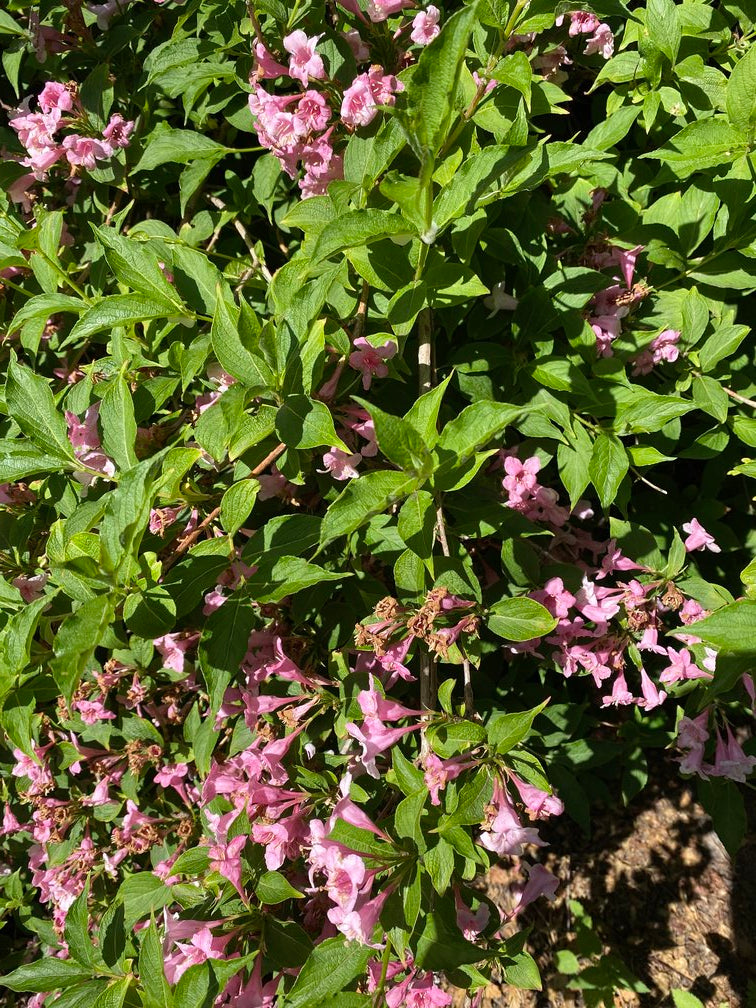 weigelia heester struik klant foto roze bloei