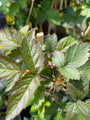 Rubus fruticosus 'Thornfree'