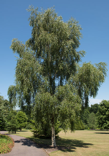 ruwe-berk-Betula-pendula-Tristis.jpg