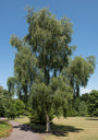 ruwe-berk-Betula-pendula-Tristis.jpg