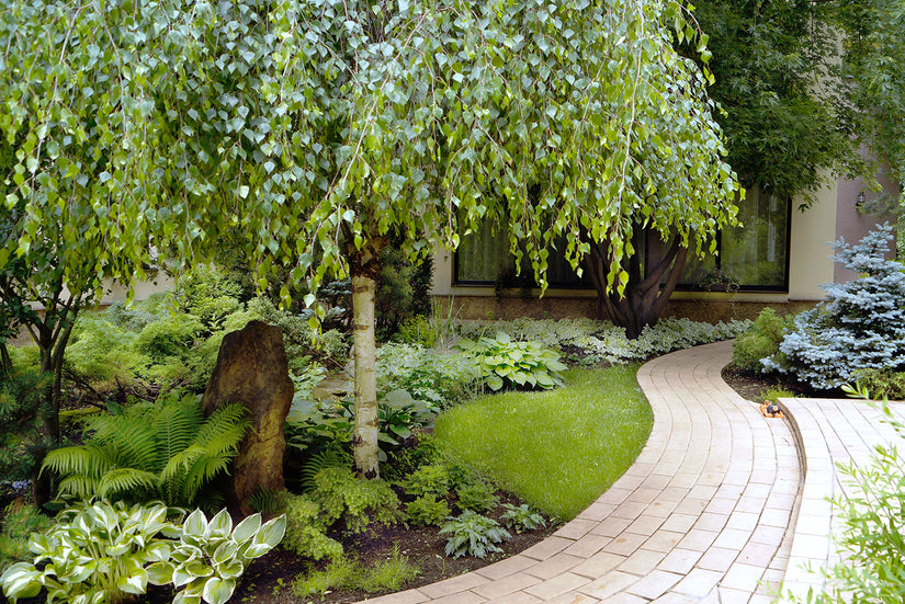 Ruwe berk - Betula pendula - Treurvorm