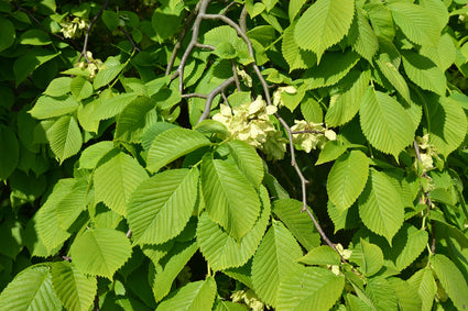 Ruwe iep - Ulmus glabra