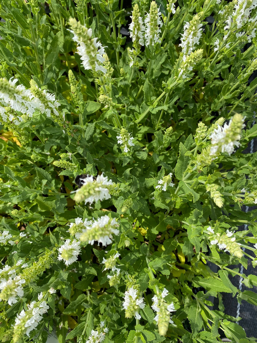 salie wit salvia schneehugel white queen