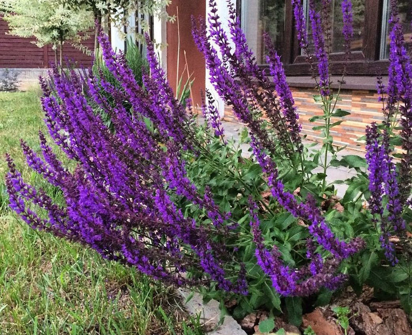 Salie - Salvia nemorosa