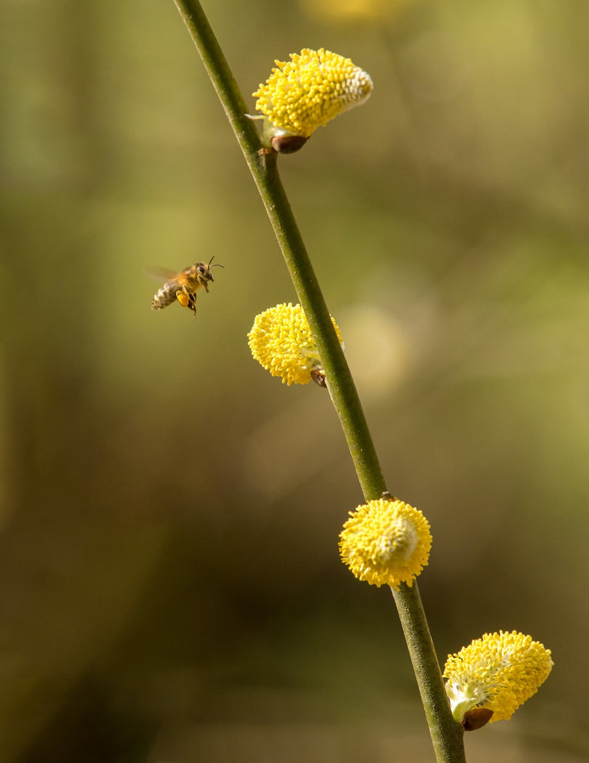 Witte Wilg - Salix Alba Katjes