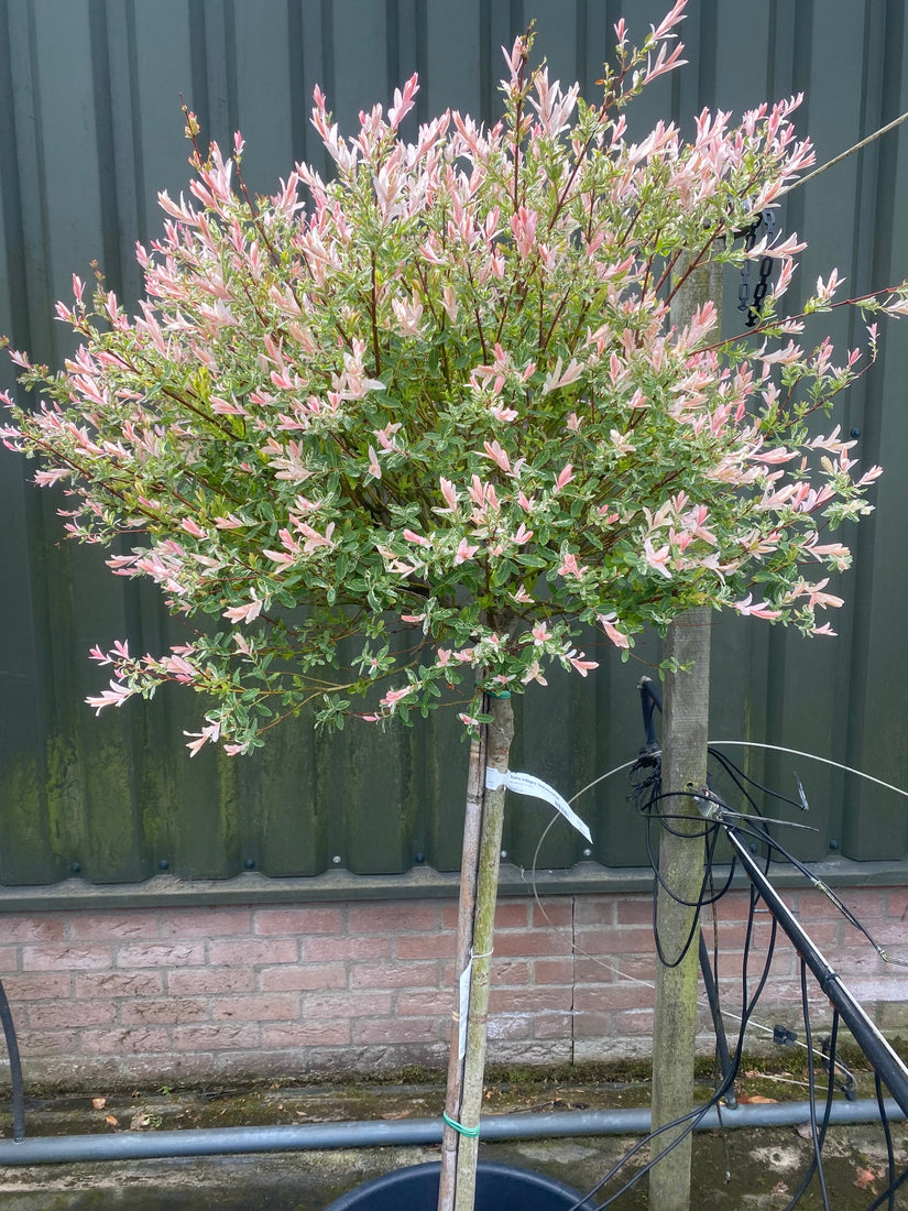 salix-hakuro-op-stam.jpg