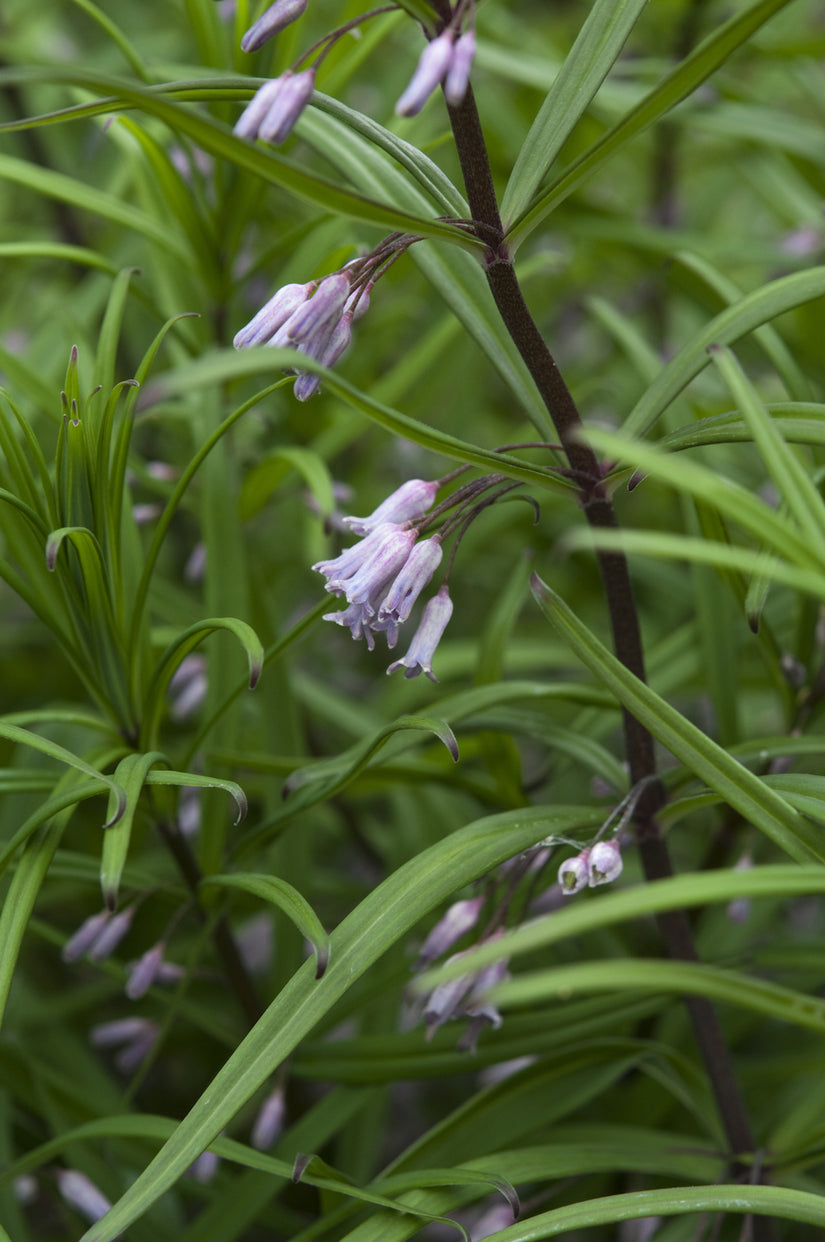 salomonszegel-Polygonatum-curvistylum.jpg