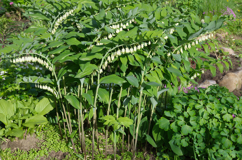 salomonszegel-plant-Polygonatum-multiflorum.jpg