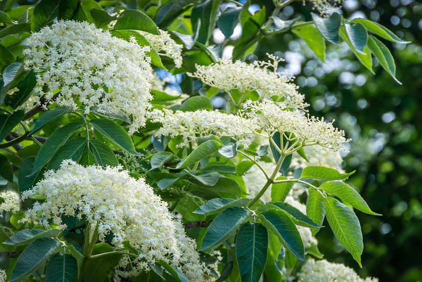 Gewone vlier - Sambucus nigra 