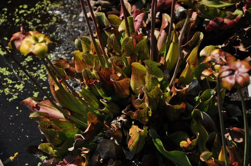 Trompetbekerplant - 'Sarracenia purpurea'