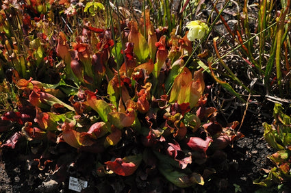 Trompetbekerplant - 'Sarracenia purpurea'