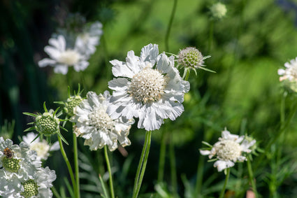 scabiosa-alba-wit-bloeiend.jpg