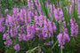 scharnierbloem-physostegia-virginiana-Bouquet-Rose.jpg