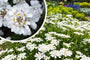 Scheefkelk - Iberis sempervirens 'Snowflake' in bloei