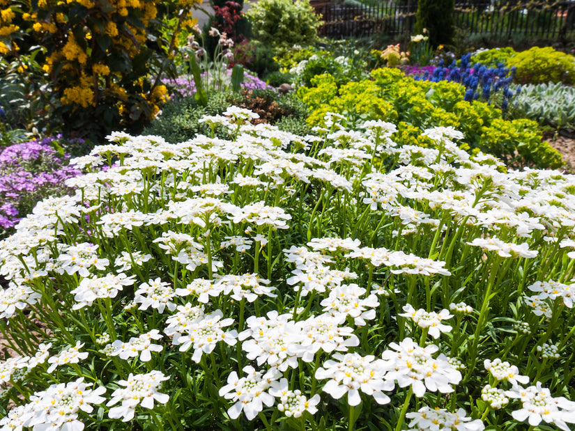 Scheefkelk - Iberis sempervirens 'Snowflake'