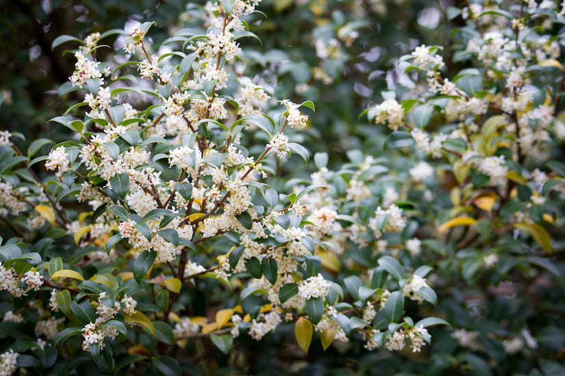 Schijnhulst - Osmanthus burkwoodii