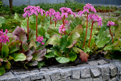 schoenlappersplant-Bergenia-cordifolia.jpg