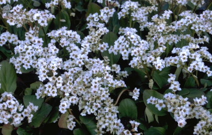 Schoenlappersplant - Bergenia 'Bressingham White'