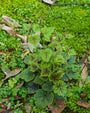 schuimkaars-tiarella-polyphylla.jpg