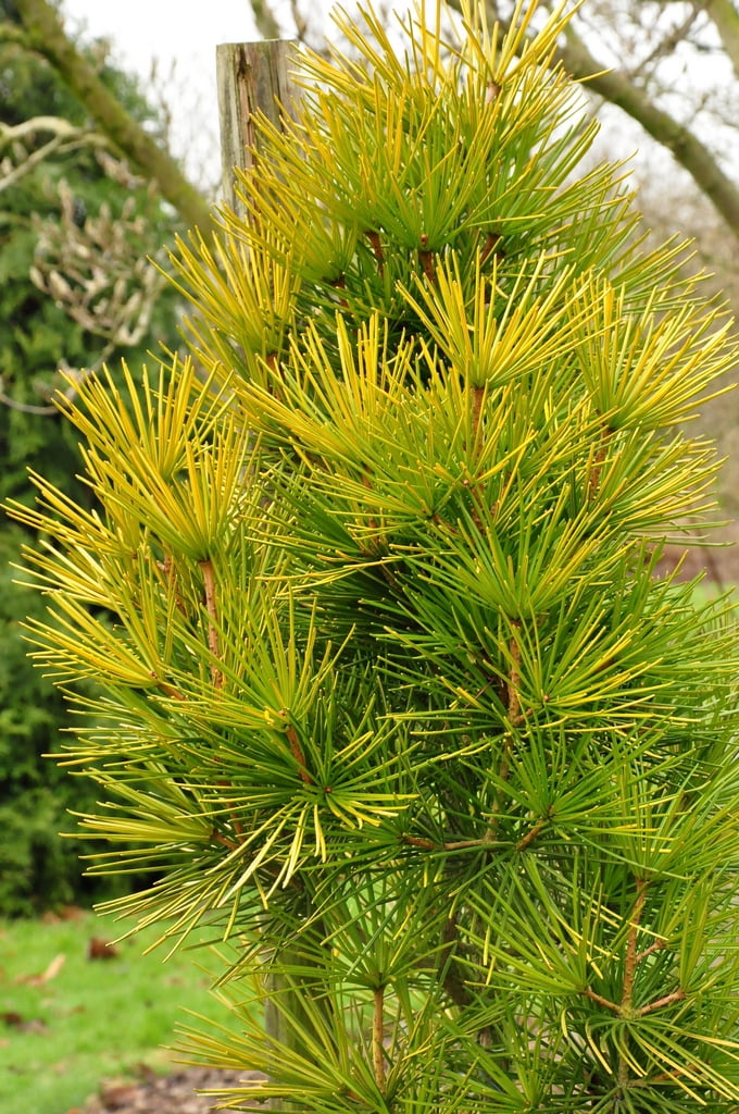 Sciadopitys verticillata