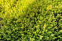 Sedum acre 'Elegans' voor borders of groen dak 