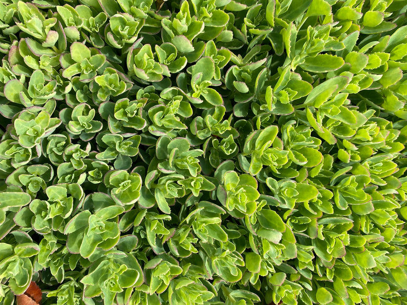 sedum-carl.jpg