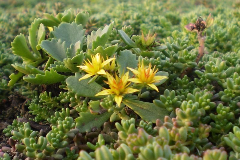 Sedum plantjes duurzaam groendak