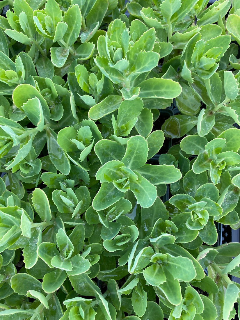 Blad Sedum 'Herbstfreude' in bloei