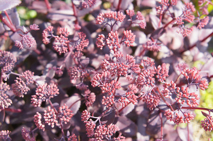 Roze vetkruid - Sedum telephium 'Karfunkelstein'