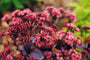 Sedum 'Purple Emperor' - Vetkruid