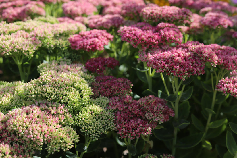 Vetkruid - Sedum spectabile 'Rubin'