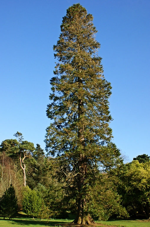 Mammoetboom - Sequoiadendron giganteum