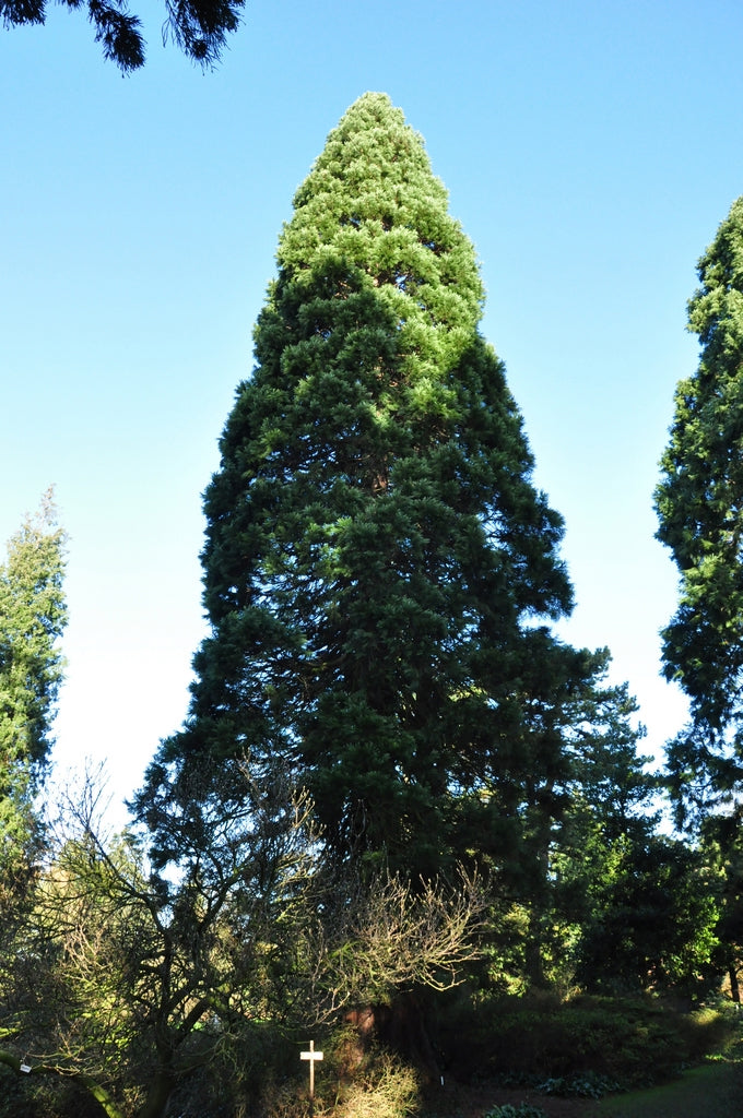 Mammoetboom - familie van de Taxodiaceae