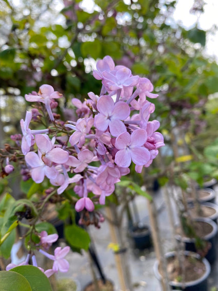 Sering - Syringa vulgaris 'Mirabeau'