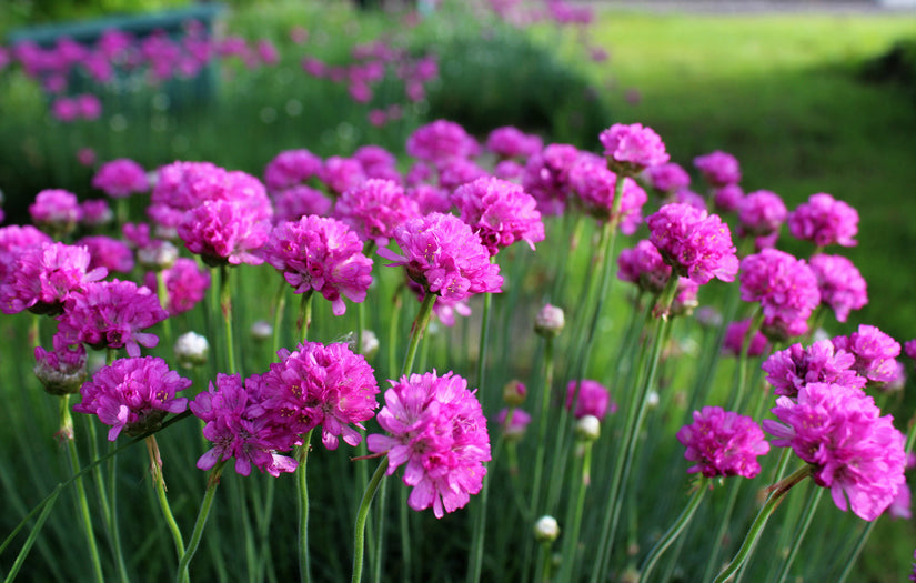 Engels gras groenblijvende roze bloeiende plant