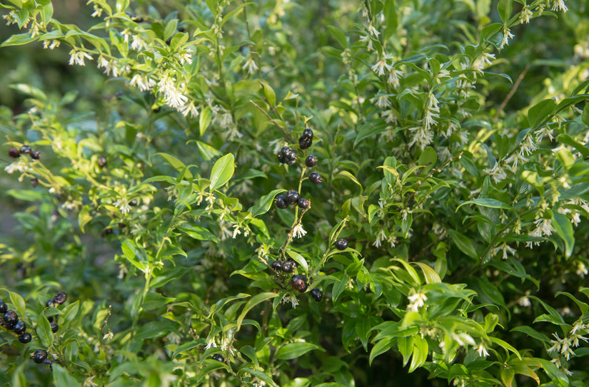 Vleesbes - Sarcococca confusa