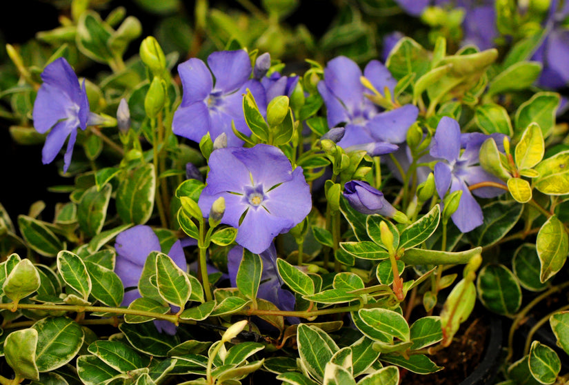 Vinca major 'Variegata'