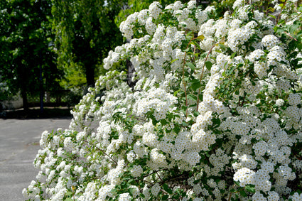 Struikspirea - Spiraea vanhouttei in bloei