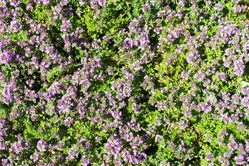 Thymus vaste planten - bodembedekkend