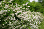 Slanke Deutzia - Deutzia gracilis