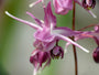 Epimedium grand. 'Lilafee' Elfenbloem 