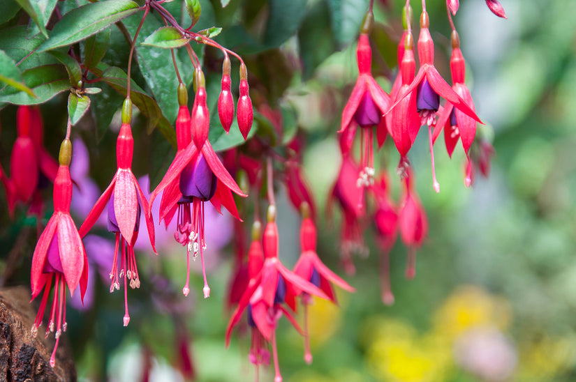 Fuchsia bellenplant in bloei