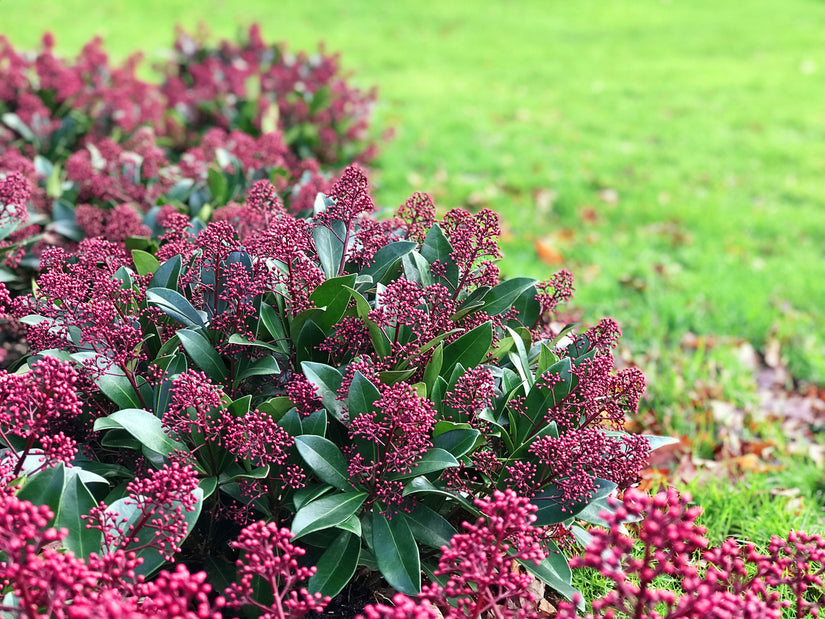 Skimmia Japonica Rubella - mannelijke variant - nodig voor bestuiven van vrouwelijke skimmia's