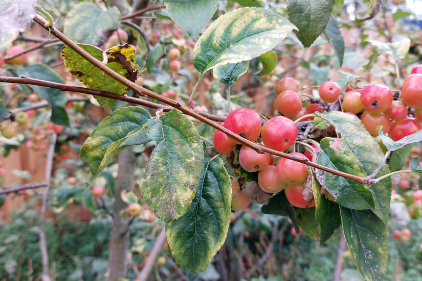  Sierappel - Malus 'Veitch’s Scarlet' Detail