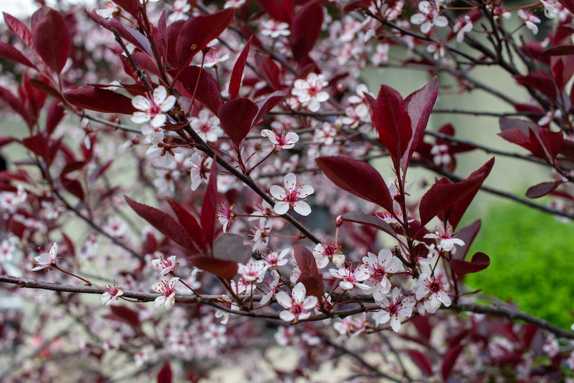 sierkers-Prunus-cistena.jpg