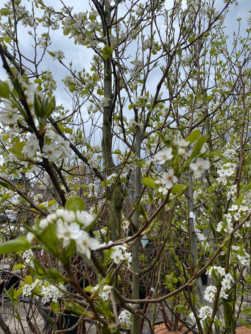 Sierpeer - Pyrus Calleryana Chanticleer 